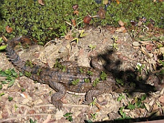CairnsTC285 Wildlife Habitat